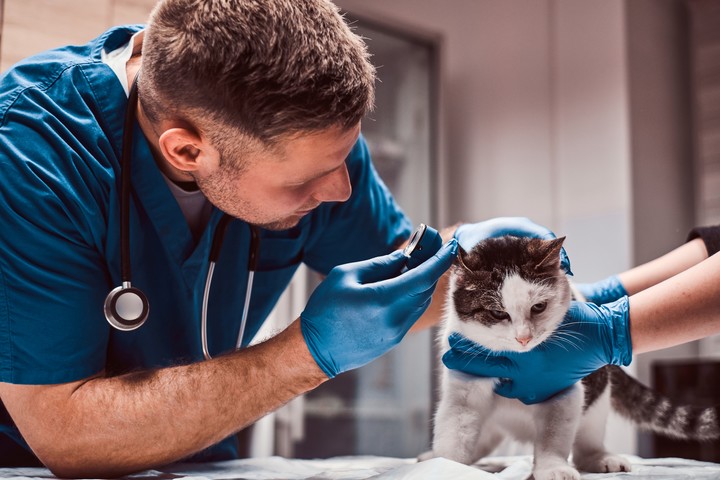 🔴 EFEMÉRIDES | Día del Veterinario en la Argentina: por qué se celebra este 6 de agosto