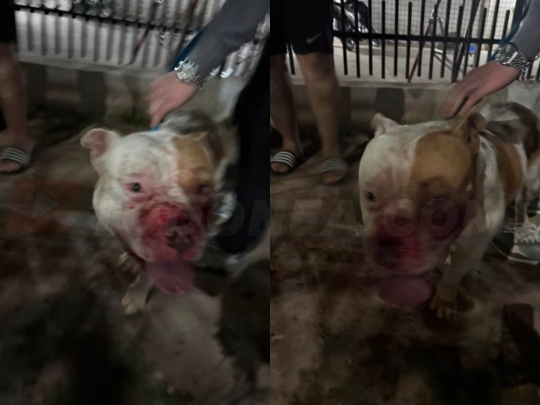 🔴 SÁENZ PEÑA | Alerta en Barrio Puerta del Sol: un pitbull suelto protagonizó violentos ataques