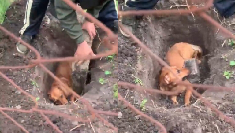 El dramático rescate del perro que fue enterrado vivo en Monte Grande y salvado por sus vecinos