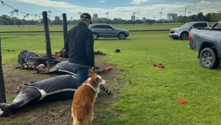 Un rayo mató a cuatro caballos de polo en plena práctica en el Jockey Club de San Isidro